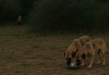 Vendosi helm për dhelpra, por helmoi qentë e fqinjit – procedohet penalisht Vendosi helm për dhelpra, por helmoi qentë e fqinjit – procedohet penalisht