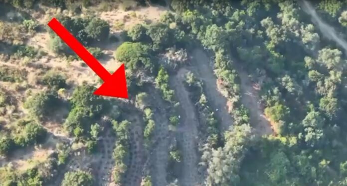 Zjarri në Lukovë zbuloi plantacionin me 150 bimë, 2 në pranga