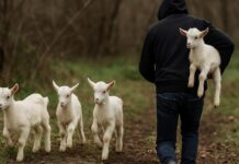 Bariu denoncon: “Më ka vjedhur 4 keca” – procedohet 29-vjeçari nga Gjirokastra Një bari nga Janjari, Konispol, ka denoncuar në polici vjedhjen e katër kecave nga kopeja e tij. Sipas burimeve zyrtare nga Policia, Specialistët për Hetimin e Krimeve në Stacionin e Policisë Konispol, në bashkëpunim me Komisariatin e Policisë Sarandë, kanë referuar materialet në Prokurori dhe kanë nisur procedimin penal ndaj shtetasit R. R., 29 vjeç, banues në Gjirokastër.