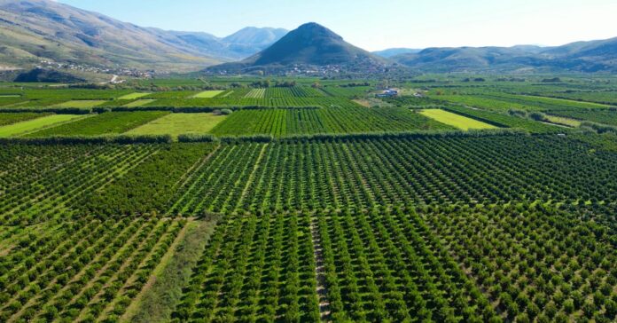 Mandarinat e Konispolit mbeten në degë, fermerët me sytë nga Zoti dhe Qeveria