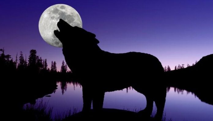 Hëna e Ujkut – Viti i Ri nis me “spektakël qiellor”, cilat shenja të horoskopit do të preken nga ky fenomen