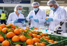 Eksportet e mandarinave të Konispolit, analizat do të kryhen në pikat kufitare Eksportet e mandarinave të zonës së Konispol pritet të marrin një frymëmarrje të re, pasi brenda këtij viti qeveria parashikon vendosjen e laboratorëve të kontrollit ushqimor në çdo pikë kufitare të vendit. Kjo do të thotë se analizat për produktet bujqësore, përfshirë mandarinat, do të kryhen drejtpërdrejt në kufi, duke shmangur vonesat dhe kostot shtesë për fermerët.