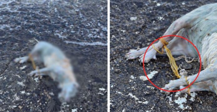 Rast abuzimi ndaj një qeni në Sarandë Rast i rëndë abuzimi ndaj një qeni në Sarandë ngre alarm dhe kërkon reagim