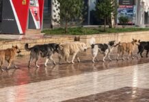 Sarandë: Vajza e mitur sulmohet nga qentë endacakë në shëtitore, qytetarët kërkojnë masa urgjente Sarandë Vajza e mitur sulmohet nga qentë endacakë në shëtitore