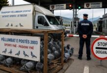 “Pëllumbat e Postës 2003” akuzojnë Fidel Ylli: Na kanë bllokuar pëllumbat në doganë “Pëllumbat e Postës 2003” akuzojnë Fidel Ylli Na kanë bllokuar pëllumbat në doganë.