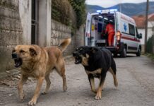 Sulmohet nga qentë, një grua transportohet me urgjencë në spitalin e Sarandës Sulmohet nga qentë, një grua transportohet me urgjencë në spitalin e Sarandës