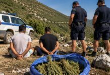 Arrestohen dy shqiptarë duke mbledhur çaj mali pranë kufirit Shqipëri – Greqi Arrestohen dy shqiptarë në tokën greke pranë kufirit Shqipëri – Greqi